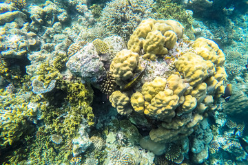 Naklejka na ściany i meble exotic marine life near Maldives island