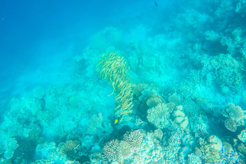exotic marine life near Maldives island