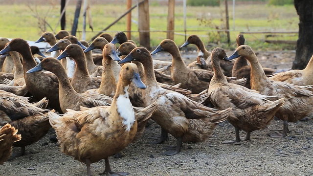 Domestic Ducks on farm, Tak province, Thailand.