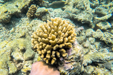 exotic marine life near Maldives island