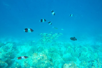 exotic marine life near Maldives island