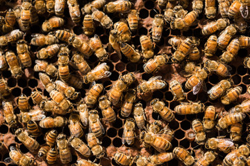 Macro shot of bees swarming on a honeycomb