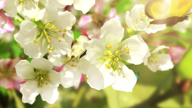 Blossoming flowers and butterflies, 4K.