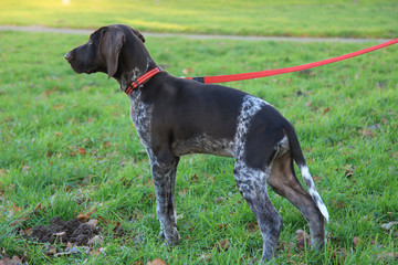 German Shorthaired Pointer puppy