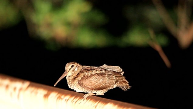 Amami Woodcock (Scolopax mira) in Amami Island, Japan