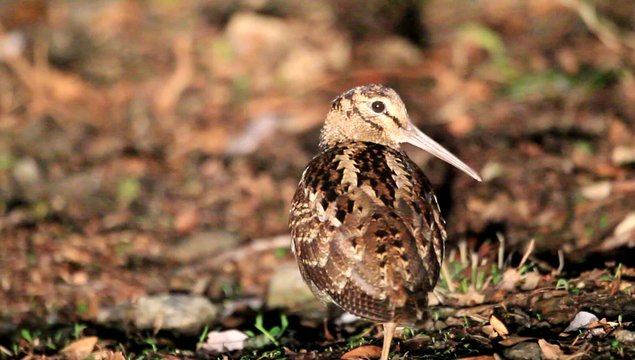 Amami Woodcock (Scolopax mira) in Amami Island, Japan