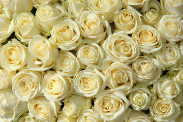 Fototapeta na wymiar Group of white roses in floral wedding decorations