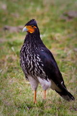 Curiquinge andean bird in Cotopaxi National Park