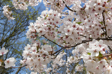 White cherry blossom