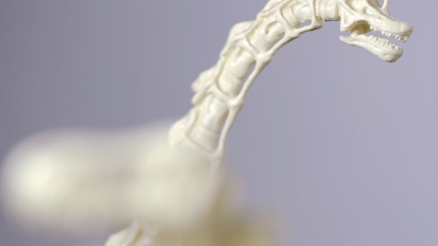 Dinosaur Figures Rack Focus
