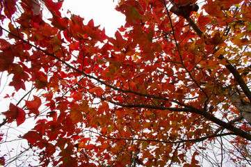 Red leaves over the sky