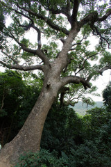 Fototapeta na wymiar Old tree