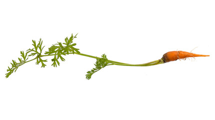 Carrot on white background