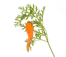 Carrot on white background