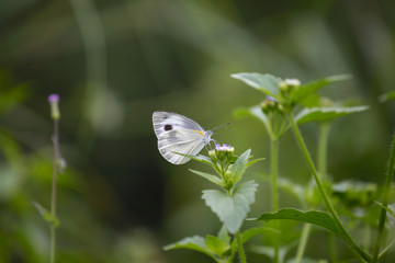 White butterfly in nature
