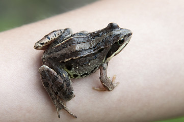 Obraz premium Little frog on a hand