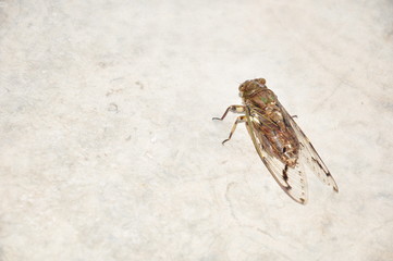 cicada