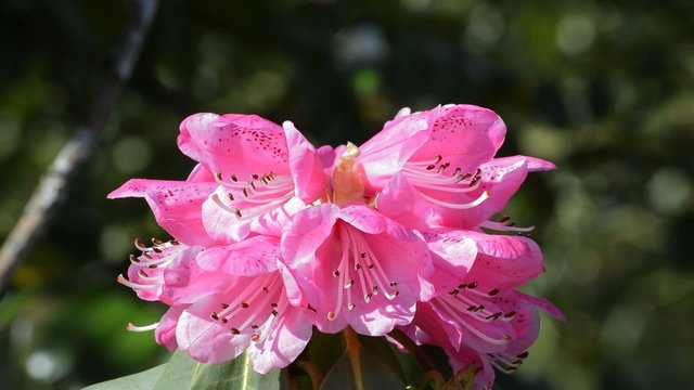 Rosa Rhododendron in der Bildmitte mit Biene