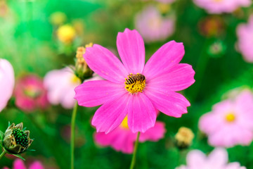 cosmos flowers in sunset