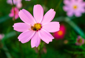 cosmos flowers in sunset