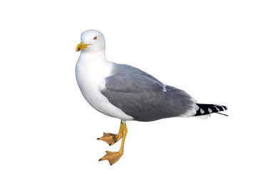 Marine gull