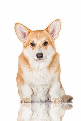 Pembroke welsh corgi