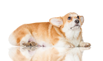 Pembroke welsh corgi with sad eyes looking up