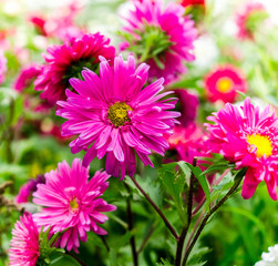 Obraz premium daisy flowers, beauty flowers