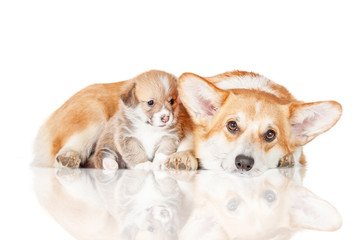 Pembroke welsh corgi mother with a puppy