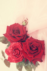 red roses, tinted