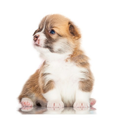 Pembroke welsh corgi puppy looking up © Rita Kochmarjova
