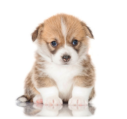 Pembroke welsh corgi puppy