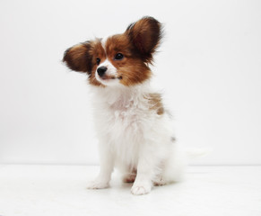 dog breed papillon on a white background