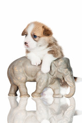 Pembroke welsh corgi puppy with an elephant statuette