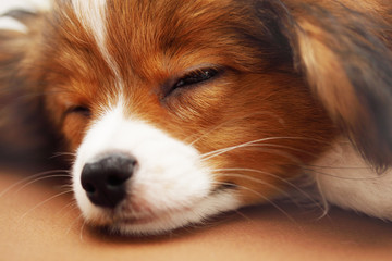 close-up of a puppy sleeping