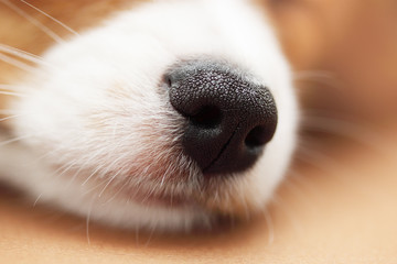 nose, close-up