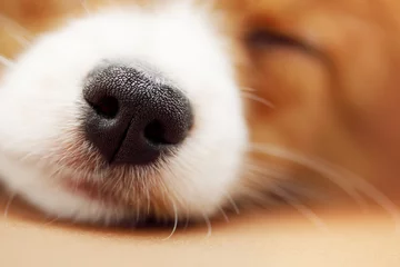 Rolgordijnen nose of the dog © Mallivan