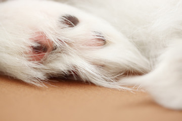 paw of a dog