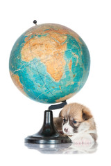 Pembroke welsh corgi puppy with a globe