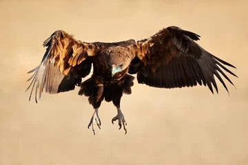 Photo sur Plexiglas Aigle Aigle bateleur en vol