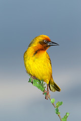 Obraz premium Male Cape weaver (Ploceus capensis)