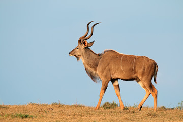 Male kudu antelope against a blue sky