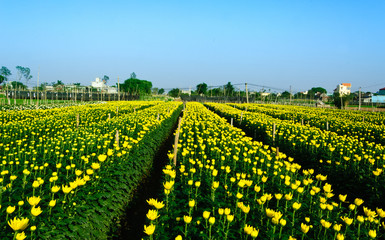 daisy flowers, beauty flowers