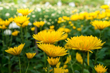 daisy flowers, beauty flowers