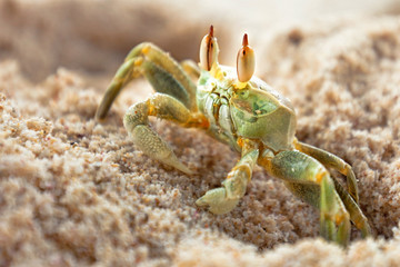 Krabbe am Strand