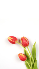 Tulpen