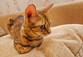 cat Bengal