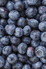 Freshly picked organic blueberries