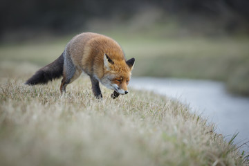 Red fox near water