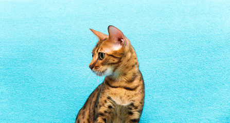 Obraz premium cat Bengal
